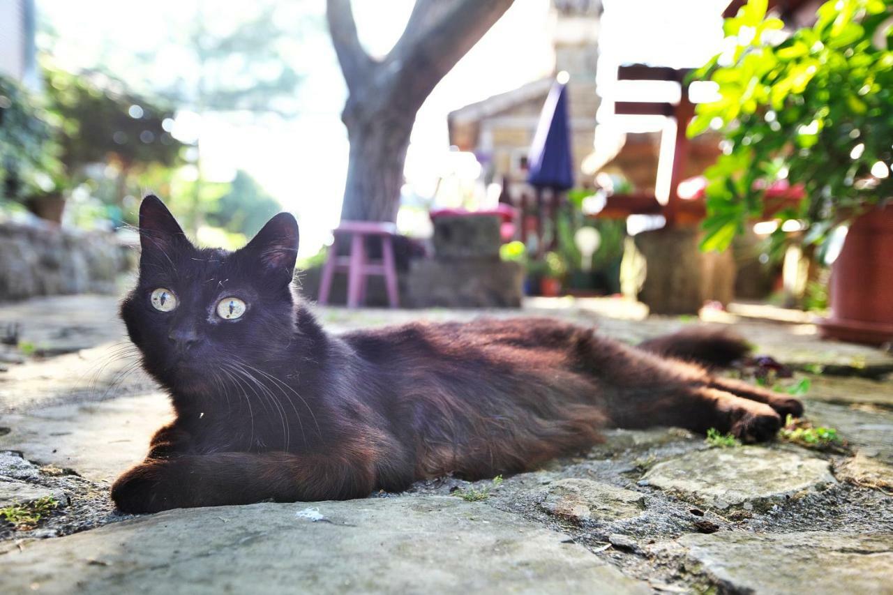 伊佐拉 Cozy Istrian House旅馆 外观 照片